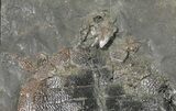 Incredibly Rare Eocene Turtle (Alleochelys) - Messel Shales #38936-2